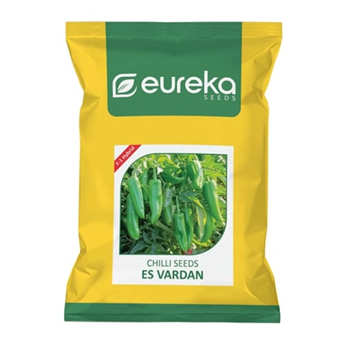 CHILLI ES VARDAN F1 HYBRID