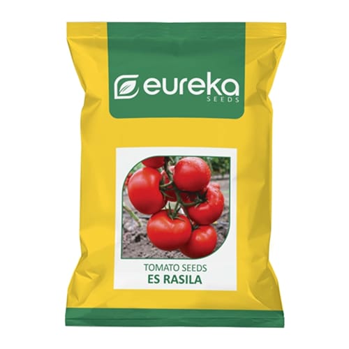 TOMATO ES RASILA IMPROVED