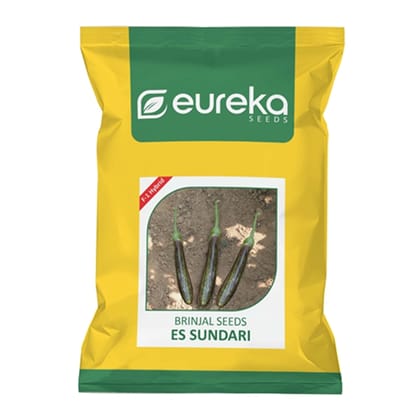 BRINJAL ES SUNDARI F1 HYBRID