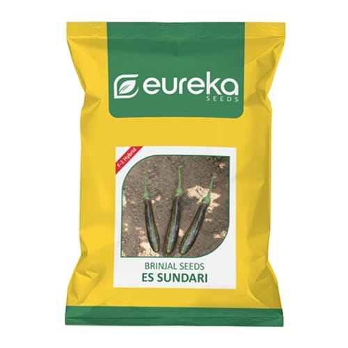 BRINJAL ES SUNDARI F1 HYBRID
