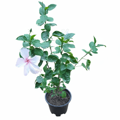 Hibiscus (pink flower) Plant in 6 Inch Grow Pot Hibiscus (pink flower) Plant in 6 Inch Grow Pot