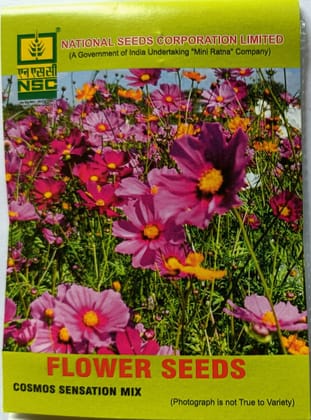 NSC Cosmos Sensation Mix Flower Seeds - Vibrant Garden Blooms