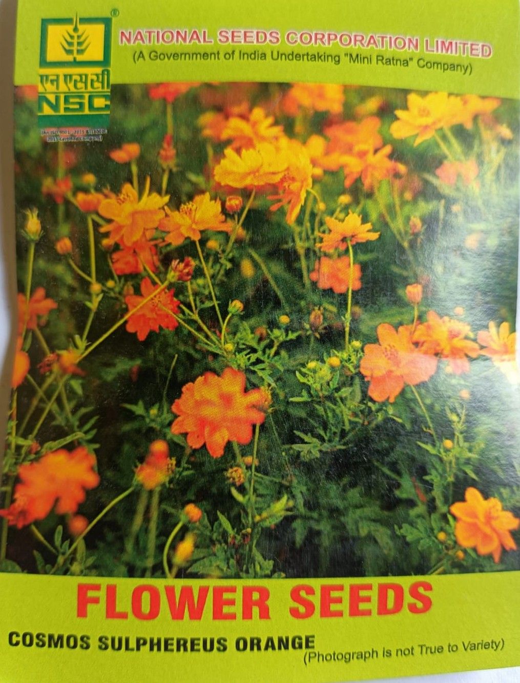 NSC Cosmos Sulphureus Orange Flower Seeds - Vibrant Garden Blooms
