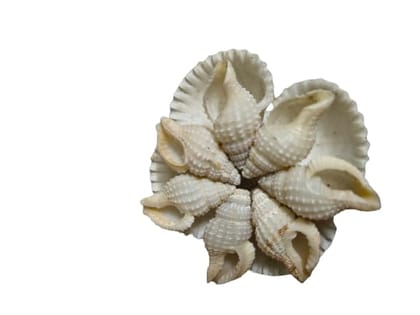 Assorted Natural Seashells for Coastal Decor & DIY Crafts