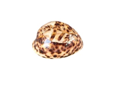 Natural Spotted Cowrie Shell for Decor, Crafts & Collection