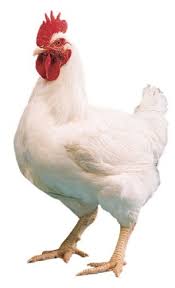 Daily Fresh Classic Burnt Turmeric Egg Laying Farm Chicken With Skin