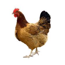 Daily Fresh Classic Burnt Turmeric Egg Laying Country Chicken With Skin / Natti Koli - Whole Curry Cut