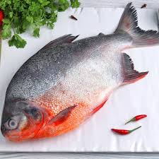 River Pomfret/Roopchand Curry Cut