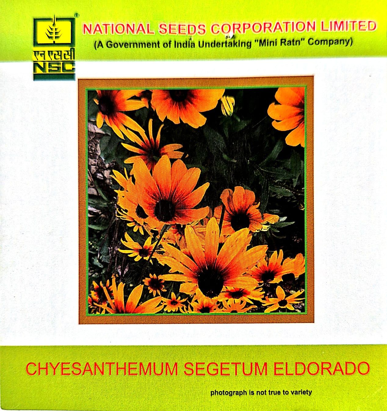 Chrysanthemum segetum Eldorado