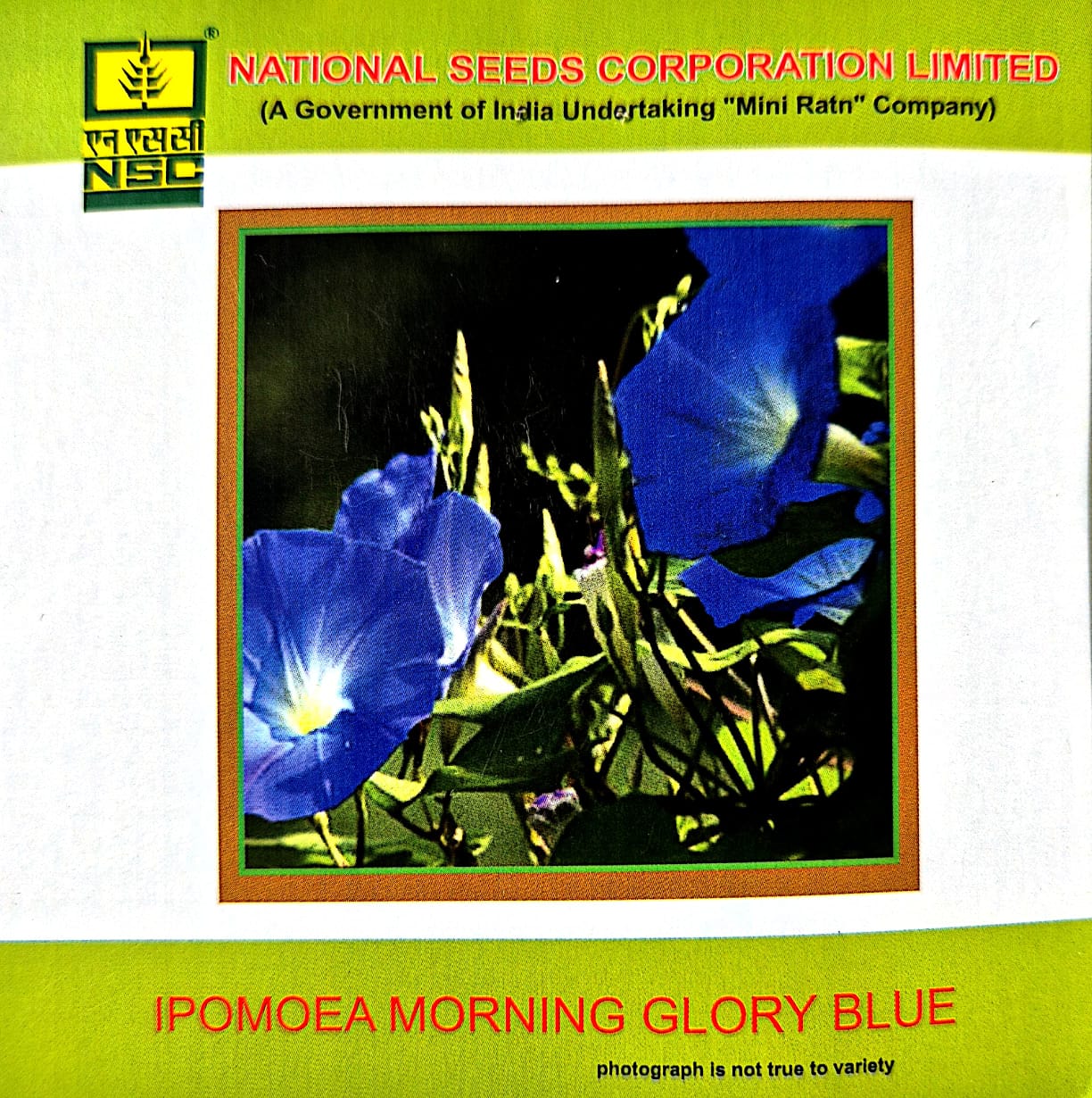Ipomoea morning glory blue