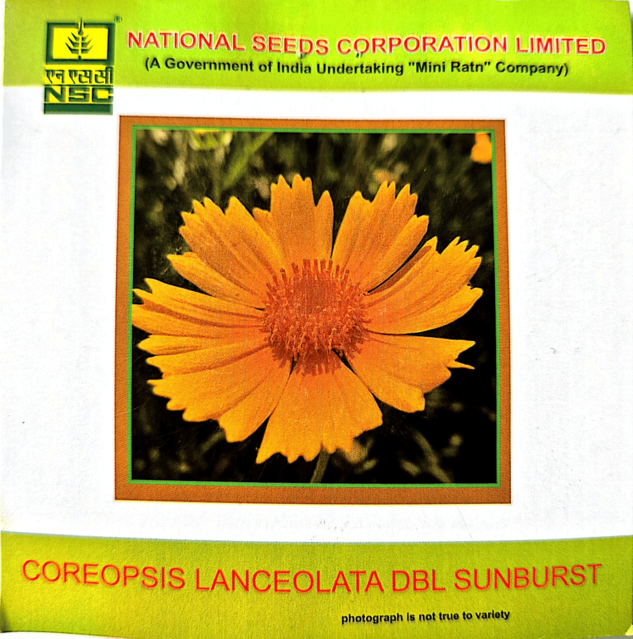 Coreopsis lanceolata DBL Sunburst