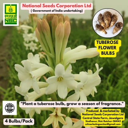 Tuberose Bulbs- Phule Rajani