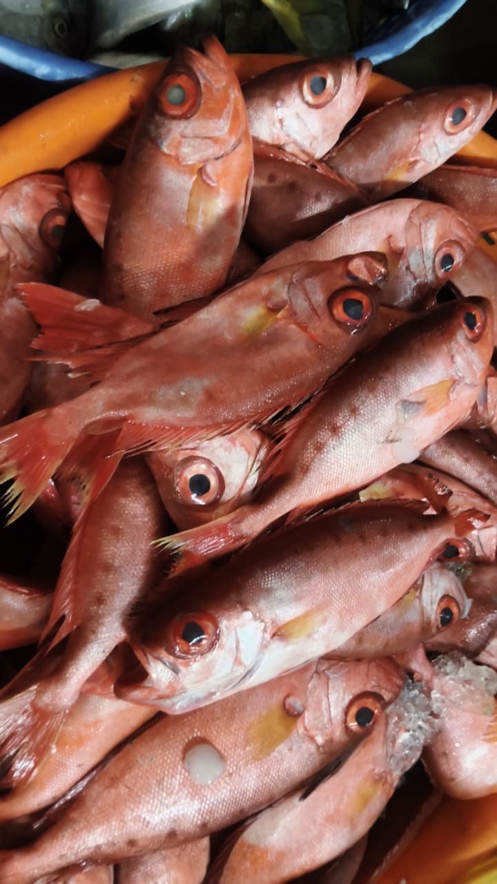 Disco Fish - 1Kg