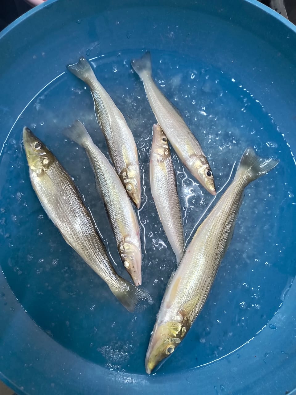 Kane / Lady Fish - 1Kg