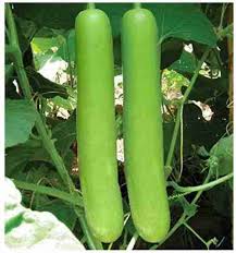 NSC Bottle Gourd PH-3 Variety , 50 gram Truthfully Labelled seed pouch