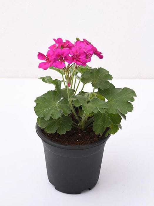 Gerenium Pink 