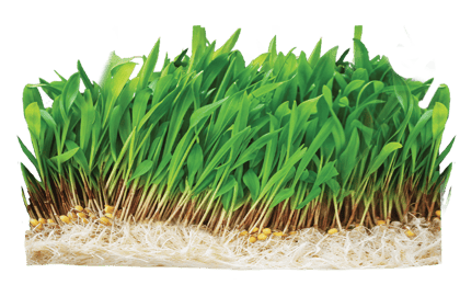 Nutri Ankurit Feed
