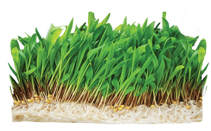 Nutri Ankurit Feed