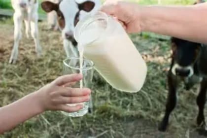 Fresh Farm Cow Milk - 100 kg - One bulk container