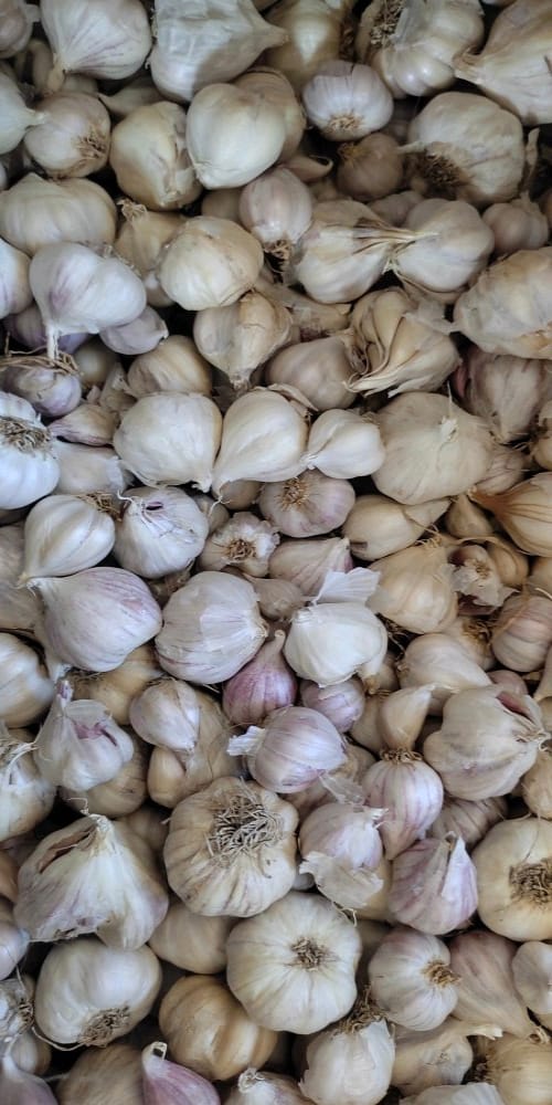 Village Garlic, Desi Lahsun, Local Garlic, Organic Garlic 2kg