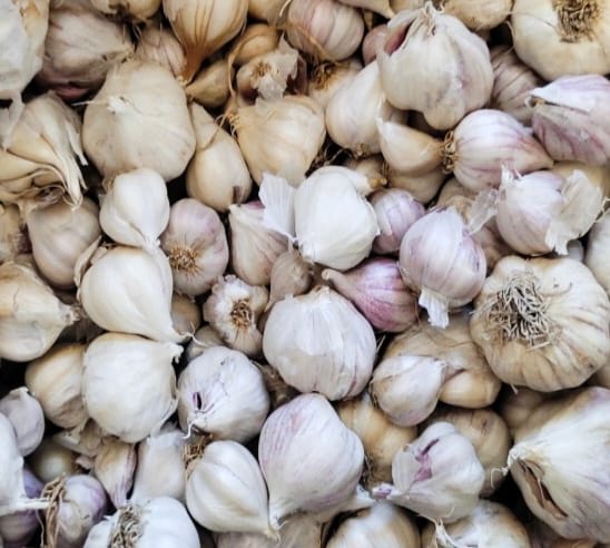 Village Garlic, Desi Lahsun, Local Garlic, Organic Garlic 500gm
