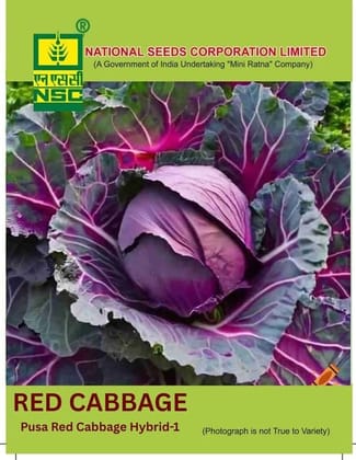 Premium Red Cabbage Vegetable Seeds for Home Gardening