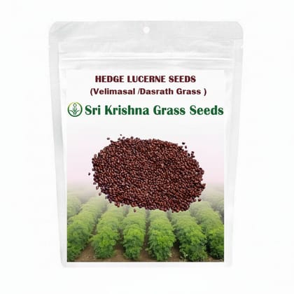 Sri Krishna Hedge Lucerne Seeds (Velimasal / Dasrath Grass) - Premium Quality for Fodder & Soil Health Sri Krishna Hedge Lucerne Seeds (Velimasal / Dasrath Grass) - Premium Quality for Fodder & Soil Health