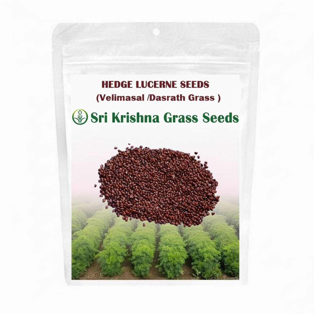  Sri Krishna Hedge Lucerne Seeds (Velimasal / Dasrath Grass) - Premium Quality for Fodder & Soil Health