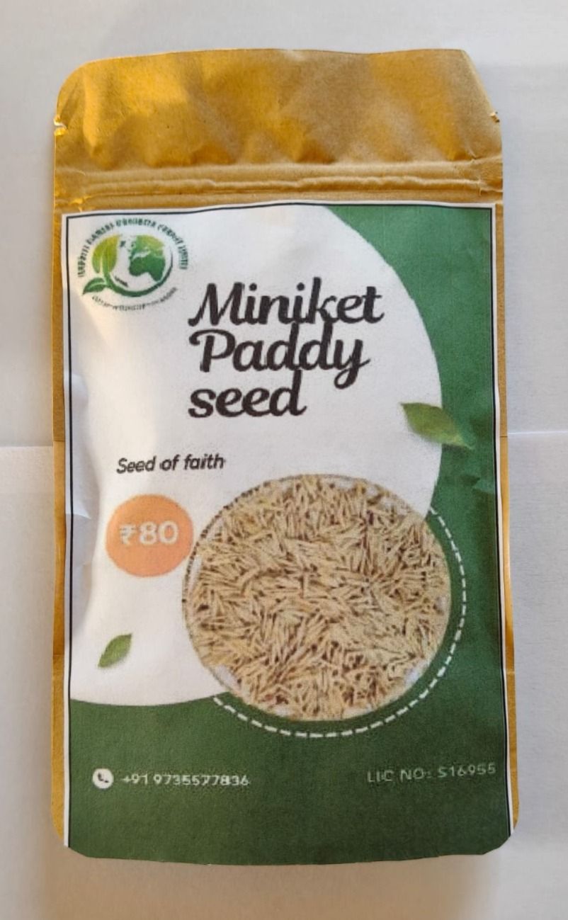 Miniket Paddy Seeds