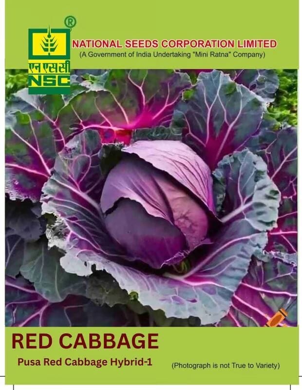 NSC Cabbage Pusa Red Cabbage Hybrid-1