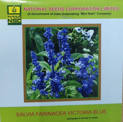NSC Salvia Farinacea Victoria Blue Flower