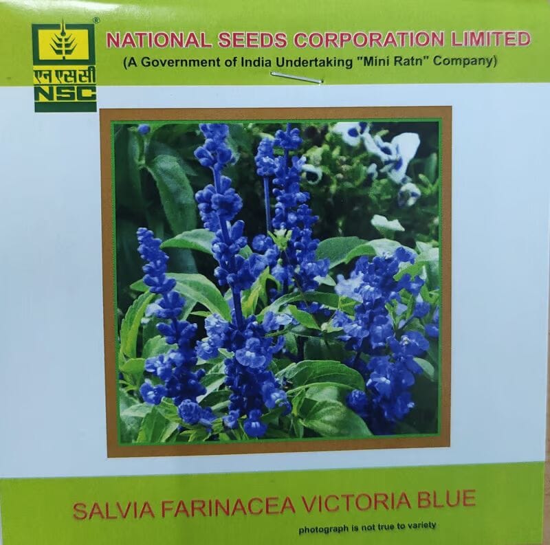 NSC Salvia Farinacea Victoria Blue Flower