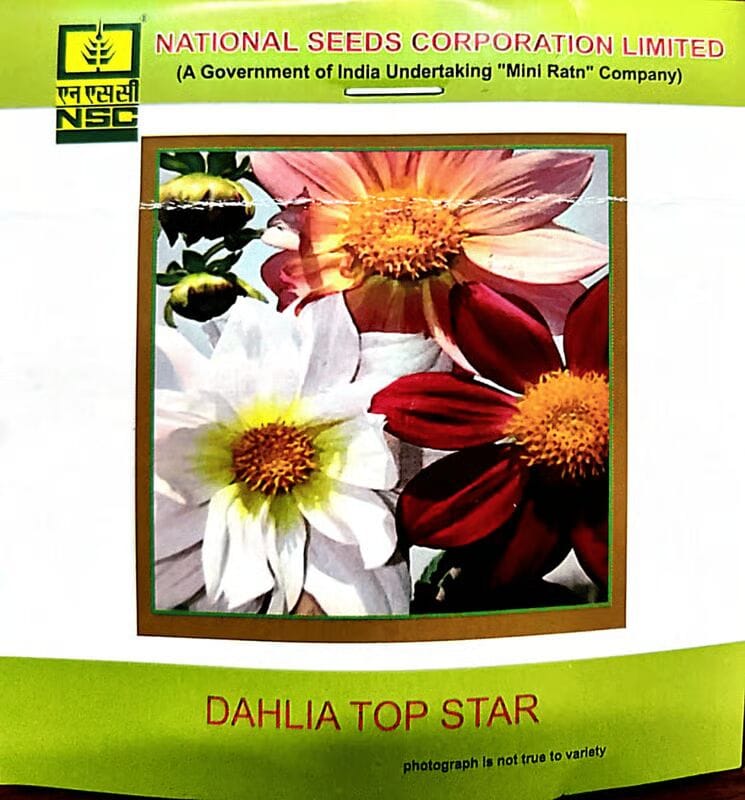 NSC Dahlia Top Star