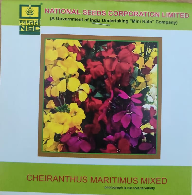 NSC Cheiranthus Maritimus Mixed Flower Seed