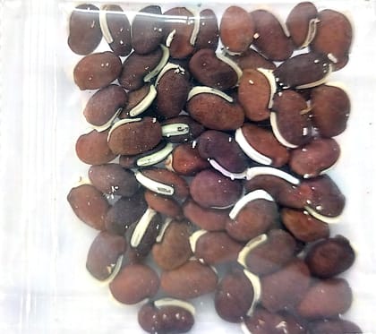 NSC DOLICHUS VAR. ARKA SUPRIYA 50 gm of TL seed NSC DOLICHUS VAR. ARKA SUPRIYA 50 gm of TL seed