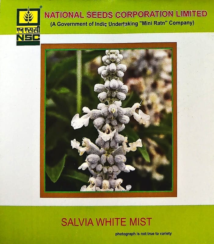 NSC Salvia White Mist flower Seeds