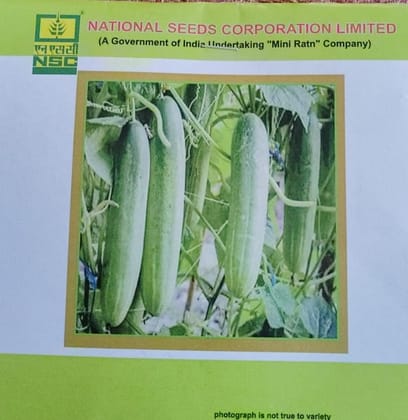 NSC Cucumber Kashi Nutan NSC Cucumber Kashi Nutan