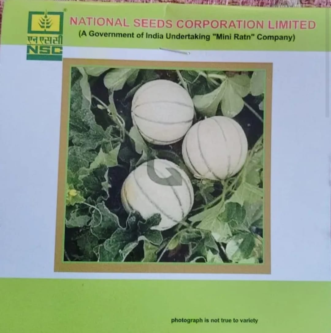 Musk Melon 'Kashi Madhu' Seeds