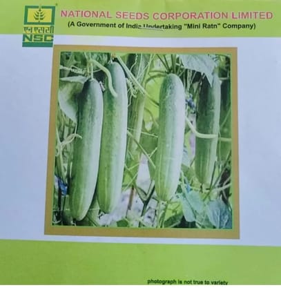 NSC Cucumber Kashi Nutan NSC Cucumber Kashi Nutan
