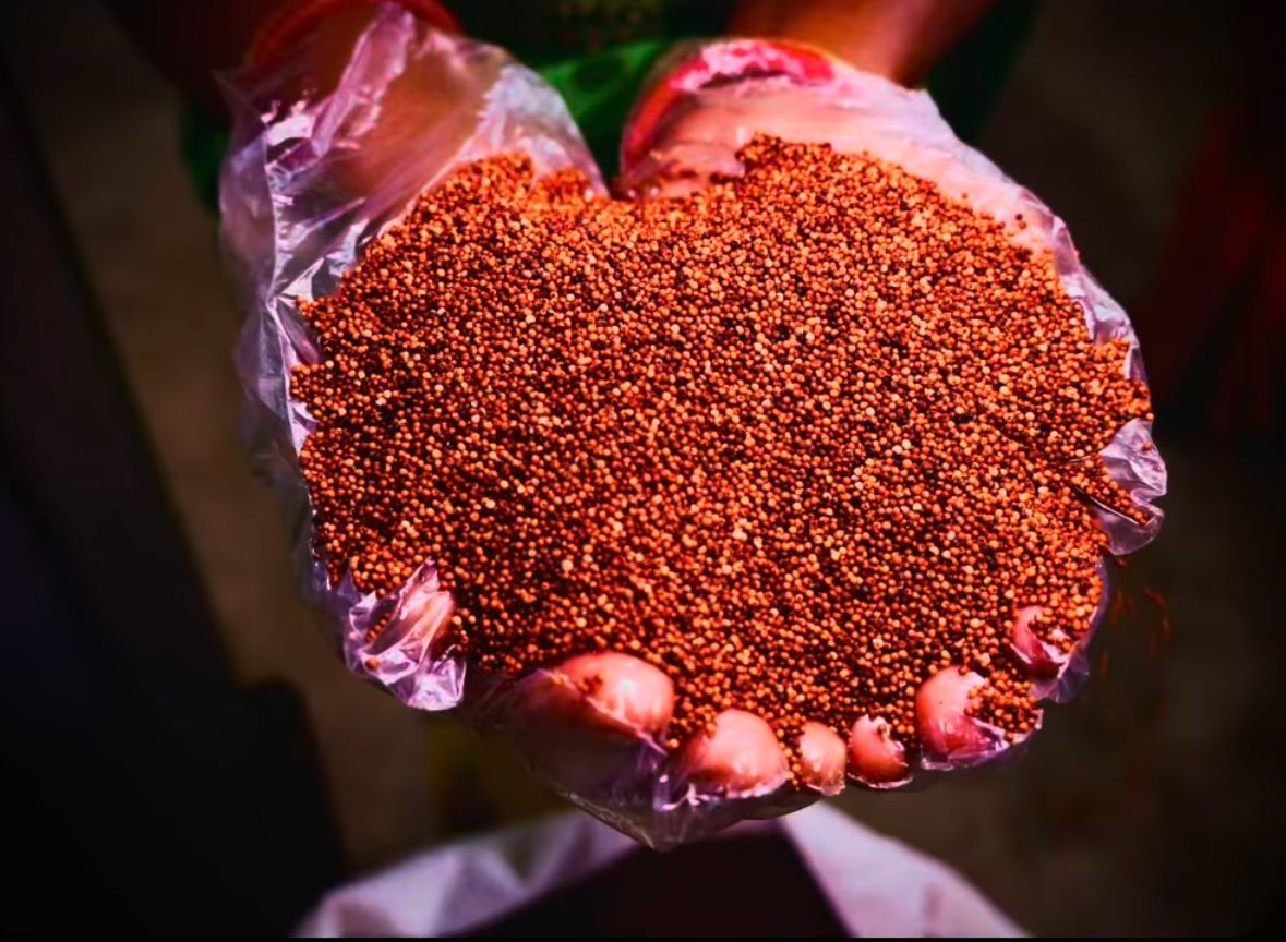Finger Millet Grains