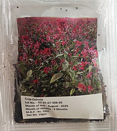 Celosia
