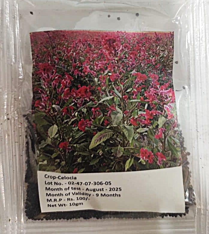 Celosia