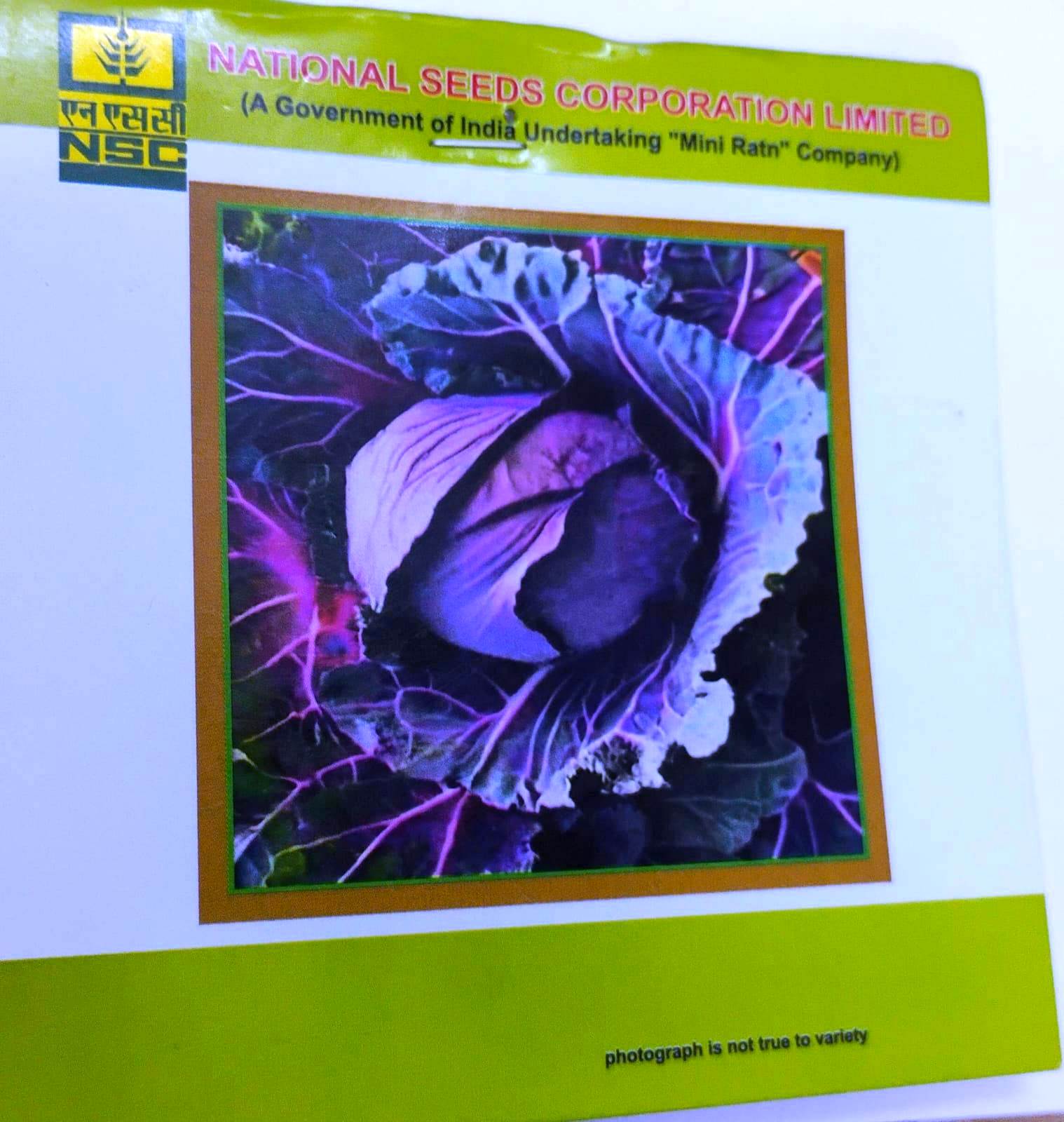 NSC Cabbage Pusa Red-Hyb.1
