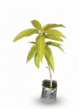 NSC Mango Pusa Pratibha