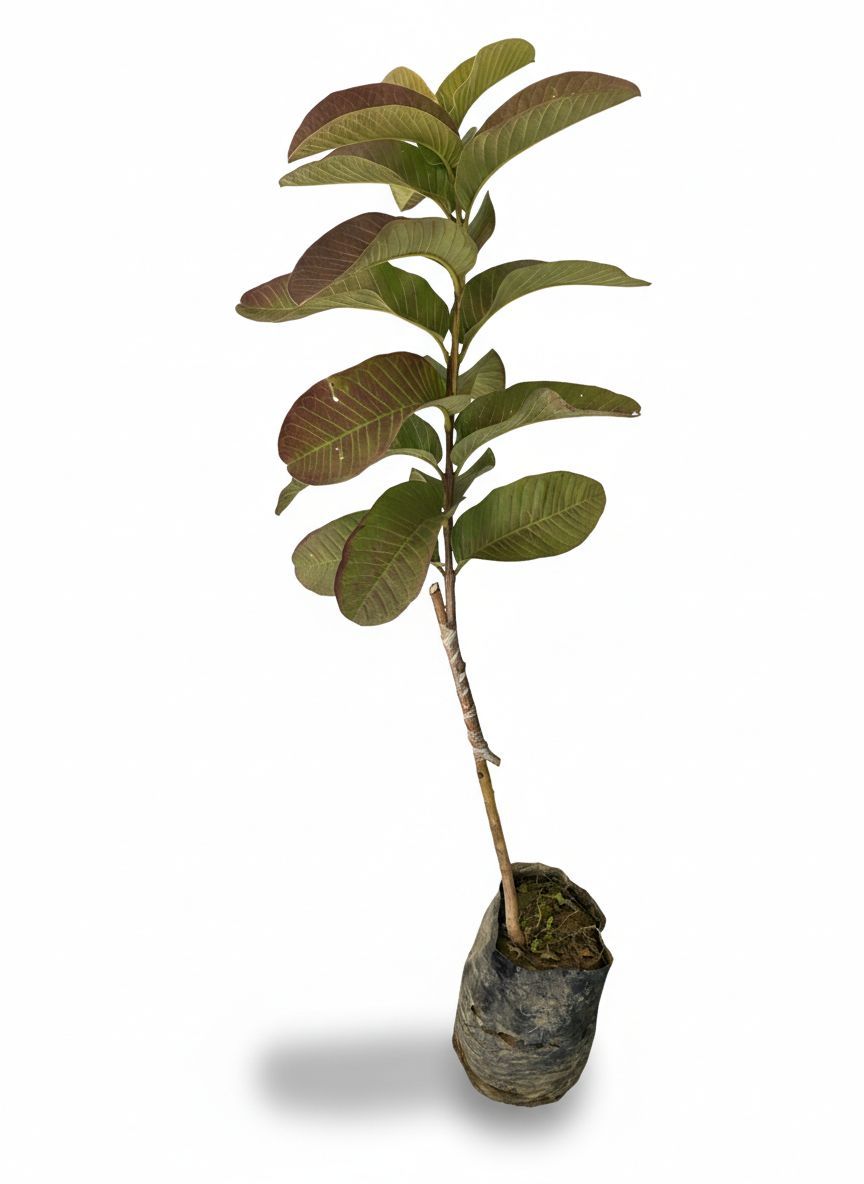 NSC Guava Hisar Surkha