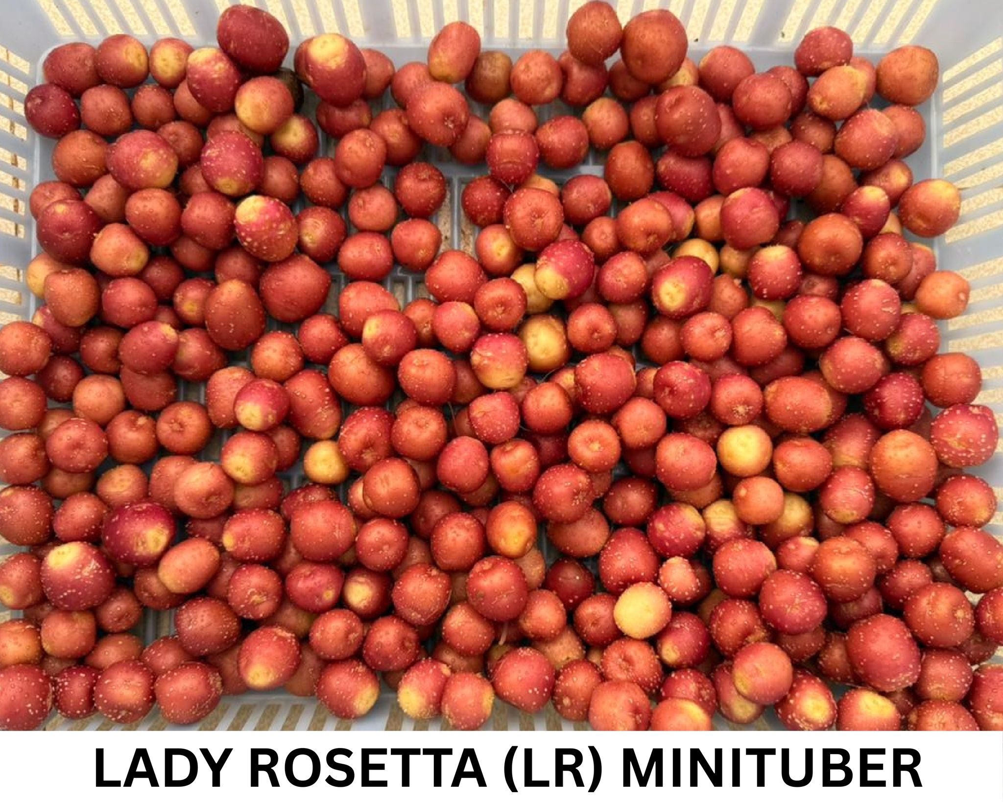 NSC Potato (Lady Rosetta, LR Minitubers), 1 Kg  (Bulb) Bag