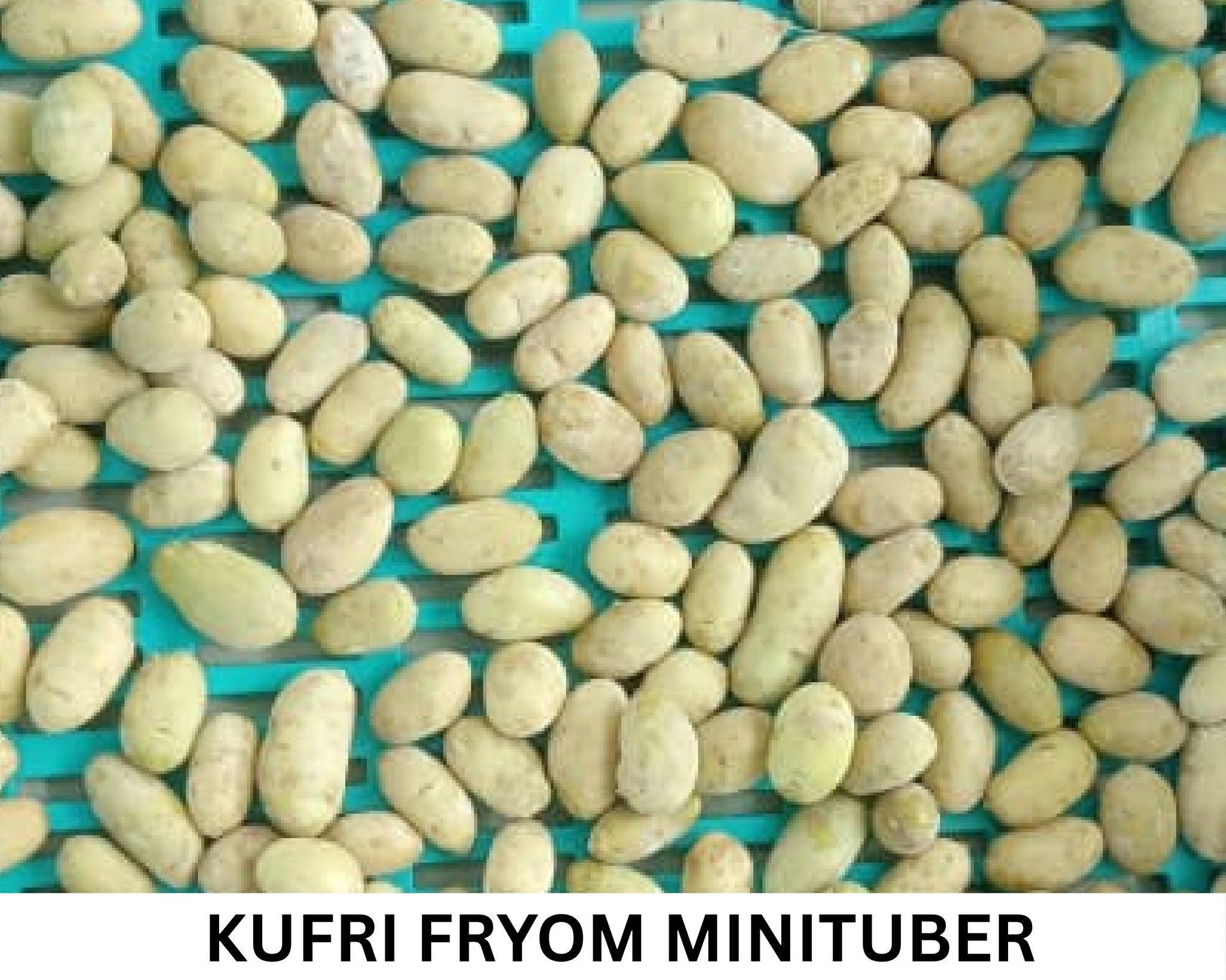 NSC Potato (Kufri FryoM Minitubers), 1 Kg (Bulb) Bag