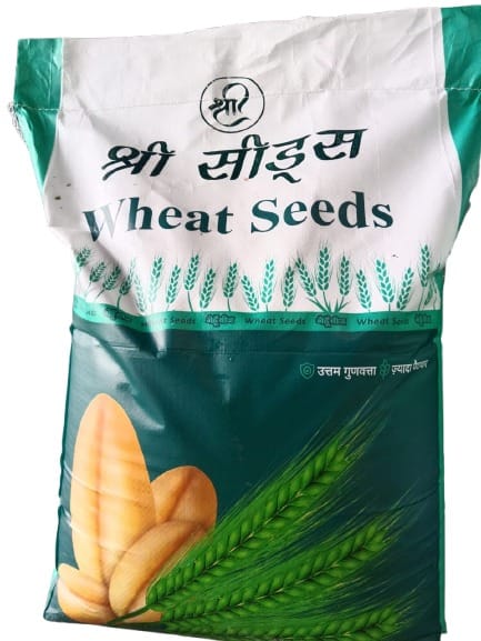 Shree Seeds Premium Wheat Seeds for Superior Quality & High Yield,  3 KG,  Varieties Dbw303, Hd2967, Dbw187, Dbw222, Dbw143 