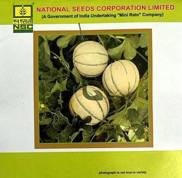 NSC Musk Melon Kashi Madhu Seeds