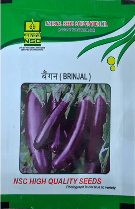 Brinjal PPL 10 gm Brinjal PPL 10 gm